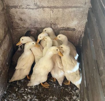Pekin Ducks