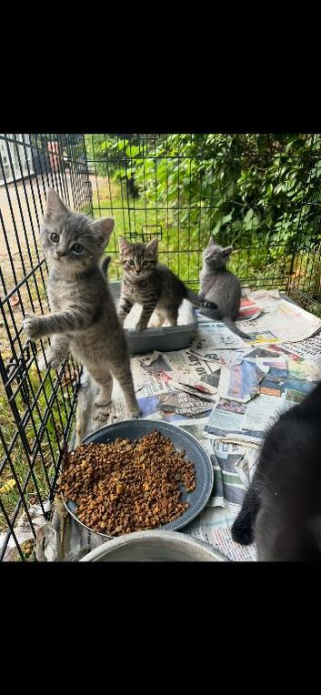 Ragdoll cross kittens