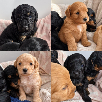 Toy poodle puppies