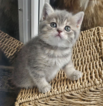 Blue and Blue Golden British shorthair