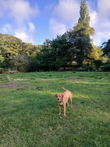 Chunky labrador