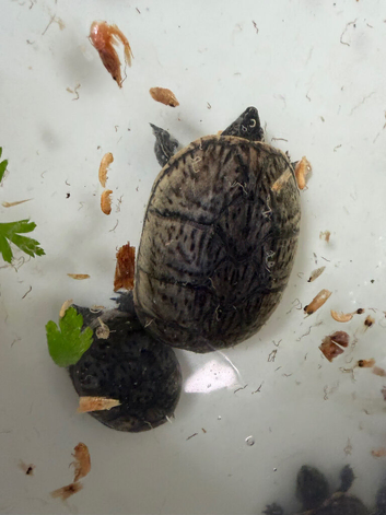 Musk turtles