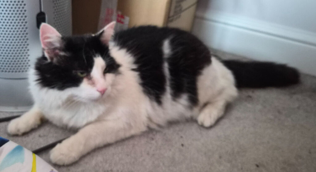 Bernard 3yo available for rehoming