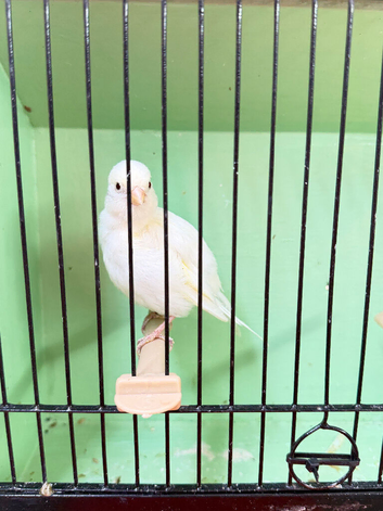 Fife Canary Cock 2025