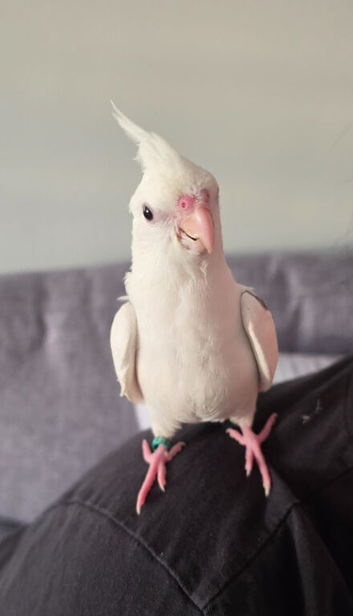 Handsome albino male cockatiel baby