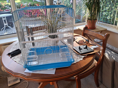 Budgie