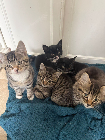 5 Adorable kittens, 2 females, 3male