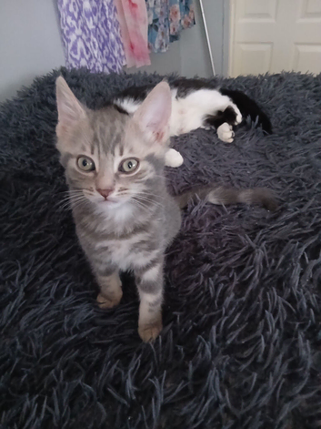 12 weeks old male kitten