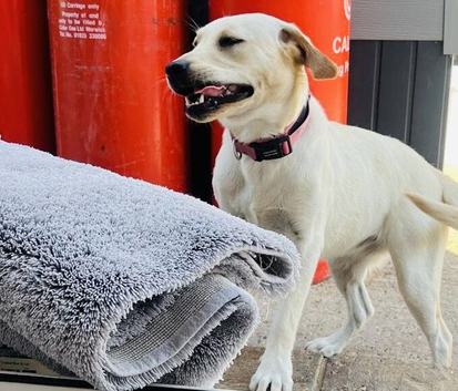 Labrador girl 8 months old