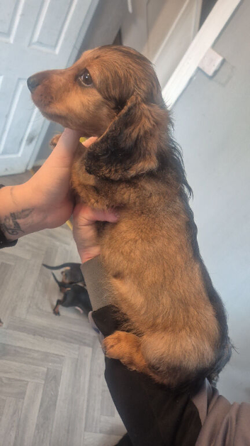 Male miniature dachshund