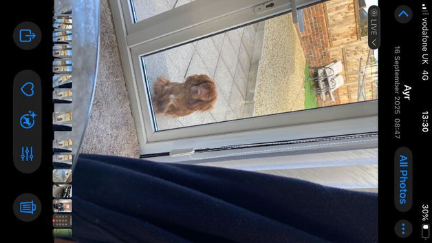 Cocker spaniel