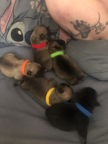 French bulldog puppies