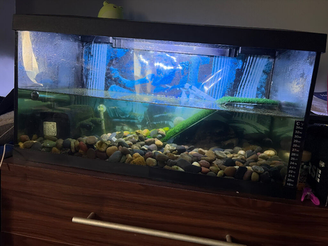 Turtle/fish tank