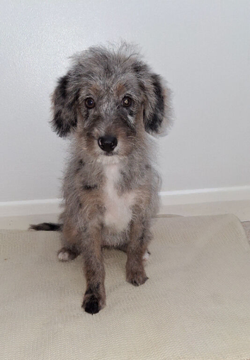 Beautiful merle bordoodle girl fully vaccinated.