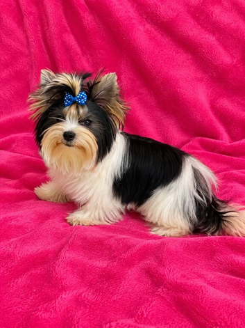 Beautiful Tiny Female Biewer Yorkshire Terrier - 7 Months Old