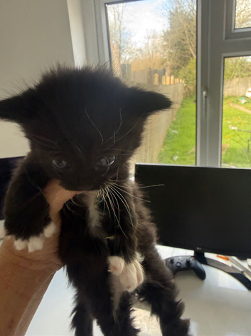 Stunning Maine coon mix kittens