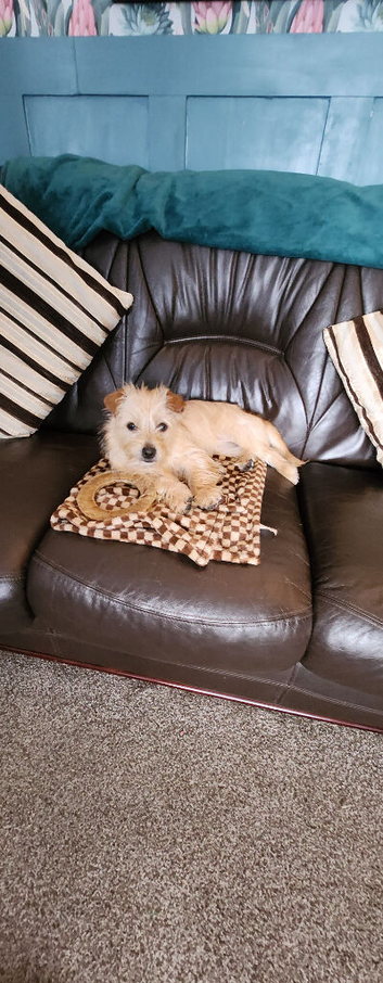 Puppy for sale