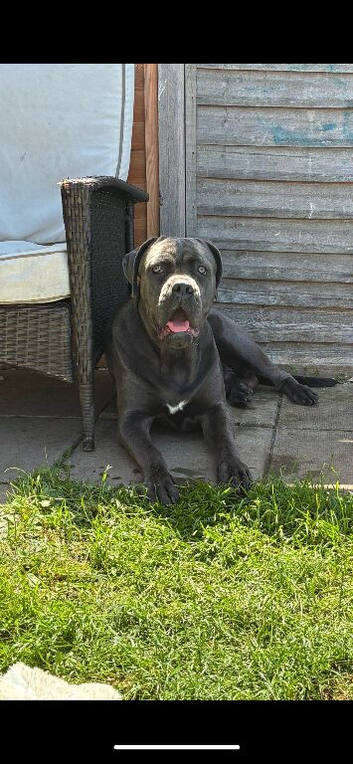 7 x Cane corso puppies