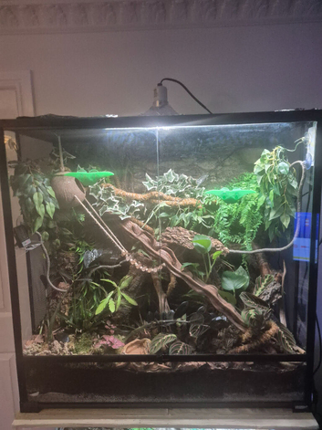 Male crested gecko