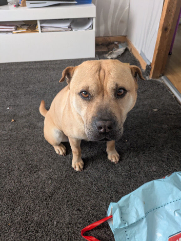 Staffy cross shir pi