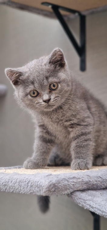 Gorgeous Blue British Shorthair Boy Available!