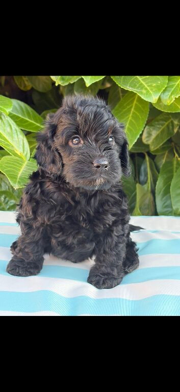 Beautiful cockapoo male