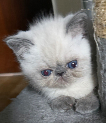 Colourpoint Exotic Shorthair Kittens