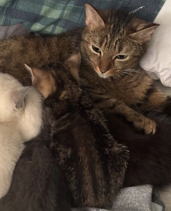 Female kittens