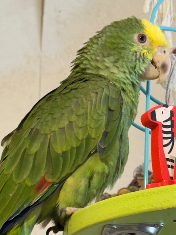 6 months beautiful dyh Amazon in Manchester