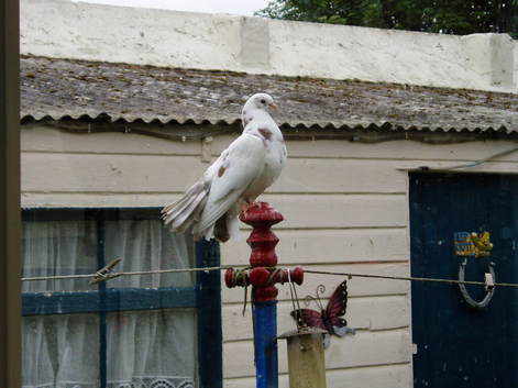 2 x Fantail Pigeons