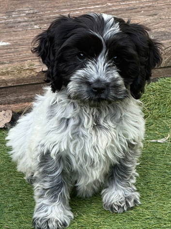 Unique Cavapoos