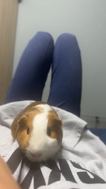 Female guinea pigs