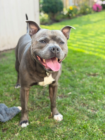 KC Registered Staffordshire Bull Terrier Stud