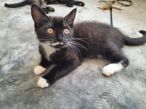 2 kittens left ready now