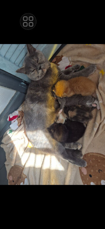 British shorthair x tabby