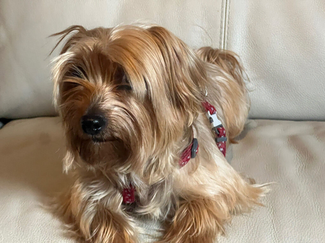 5 years old golden Yorkie female