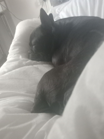 Stunning French bulldog puppy