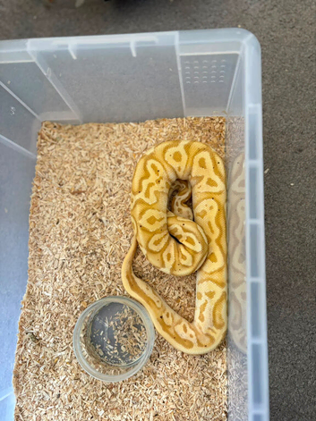 Royal pythons