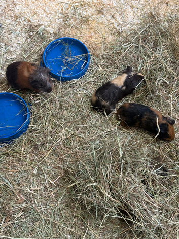Baby guinea pigs ready now
