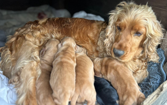 Show type, cocker, spaniel puppies