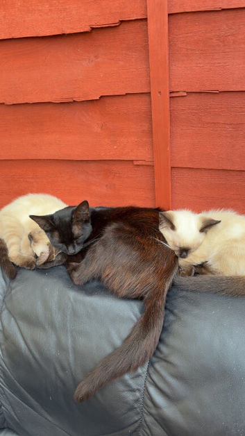 2 Siamese kittens