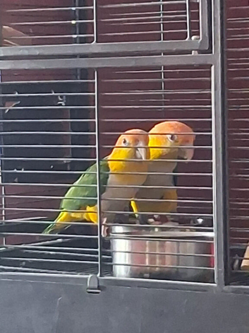 Breeding pair of caiques with cage ect.