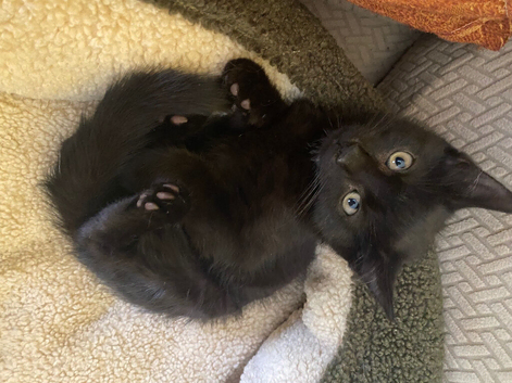 Beautiful kittens