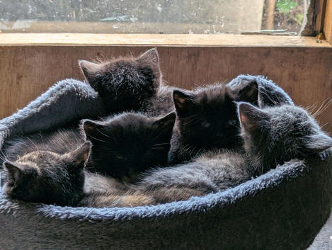 12 week old kitten male