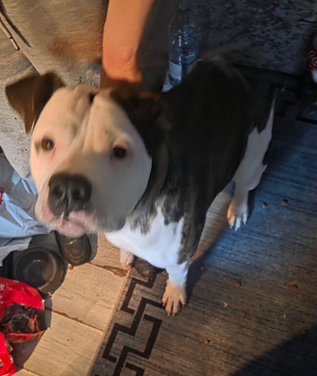 American bulldog pup