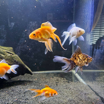 Fancy goldfish for sale