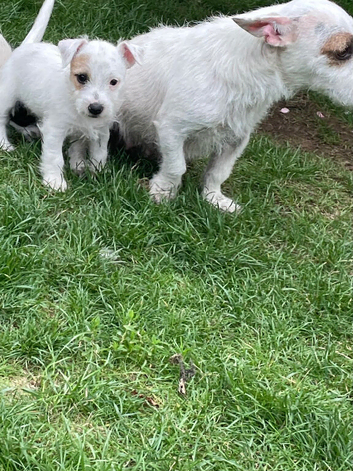 Jack Russell
