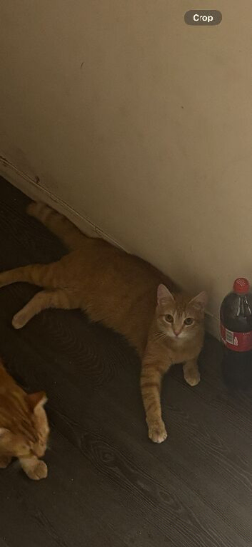 Ginger female cat