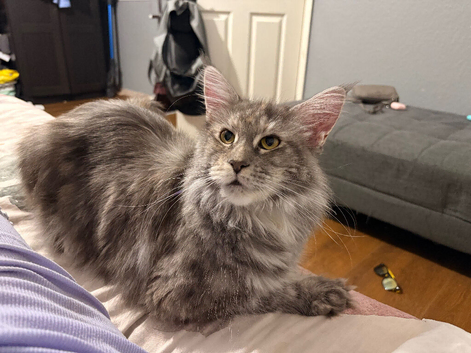 Sweet Laila looking for her forever home
