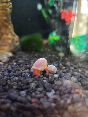 Baby pink ramshorn snails